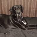 Photo of Riley