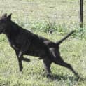 Photo of Cougar