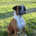 Photo of Roxy *On Trial In Her New Home*