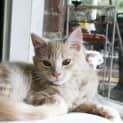 Photo of Vanilla