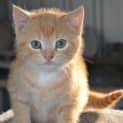 Photo of Morris