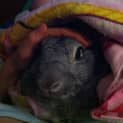Photo of Grayce