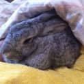Photo of Grayce