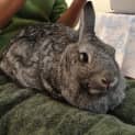 Photo of Grayce