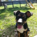 Photo of Rocket ~ Male Kelpie Puppy (On Trial 30/9/14)