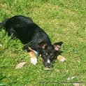 Photo of Rocket ~ Male Kelpie Puppy (On Trial 30/9/14)