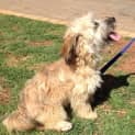 Photo of Ollie *On Trial In His New Home*