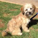 Photo of Ollie *On Trial In His New Home*