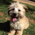 Photo of Ollie *On Trial In His New Home*