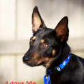 Photo of Maverick ~ Kelpie (On Trial 30/9/14)