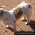 Photo of Mia (On Trial 5/10/14) ~ Tibetan Spaniel