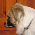 Photo of Mia (On Trial 5/10/14) ~ Tibetan Spaniel