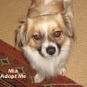 Photo of Mia (On Trial 5/10/14) ~ Tibetan Spaniel