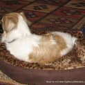 Photo of Mia (On Trial 5/10/14) ~ Tibetan Spaniel