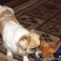Photo of Mia (On Trial 5/10/14) ~ Tibetan Spaniel