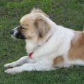 Photo of Mia (On Trial 5/10/14) ~ Tibetan Spaniel