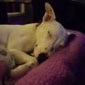 Photo of Mollie