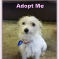 Photo of Sophie (On Trial 27/9/14) Jack Russell X Chihuahua