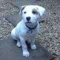 Photo of Boo Radley ~ Rehomed 1/10/2014