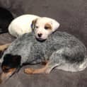 Photo of Boo Radley ~ Rehomed 1/10/2014