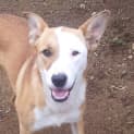 Photo of Cherry