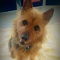 Photo of Archie