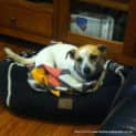 Photo of Missi (On Trial 30/9/14)~ Jack Russell Terrier
