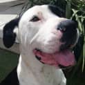 Photo of Chevy