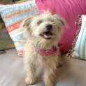 Photo of Coco *On Trial In Her New Home*