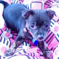 Photo of Georgia Rose ~ Rehomed 11/10/14