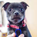 Photo of Georgia Rose ~ Rehomed 11/10/14