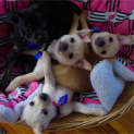 Photo of Cherry ~ Rehomed 4/10/14