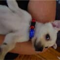 Photo of Cherry ~ Rehomed 4/10/14