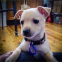 Photo of Falco ~ Rehomed 3/10/2014