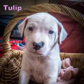 Photo of Tulip (On Trial 14/12/14)~ Lab X Bull Arab Puppy