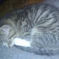 Photo of Digby What A Cuddly Kitten!