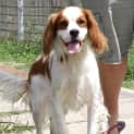 Photo of Charlie (On Trial 12/10/14) ~ Cavalier
