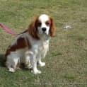 Photo of Charlie (On Trial 12/10/14) ~ Cavalier