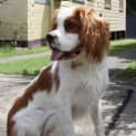 Photo of Charlie (On Trial 12/10/14) ~ Cavalier