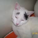 Photo of Spottica
