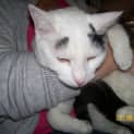 Photo of Spottica