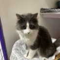 Photo of Smokey Joe