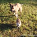 Photo of Sahara (Trial ~19/1/15) ~ German Shepherd X