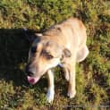 Photo of Sahara (Trial ~19/1/15) ~ German Shepherd X