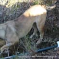 Photo of Sahara (Trial ~19/1/15) ~ German Shepherd X