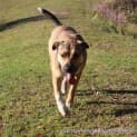 Photo of Sahara (Trial ~19/1/15) ~ German Shepherd X