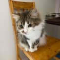 Photo of Princess