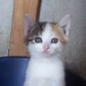 Photo of Pixel