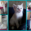 Photo of Pixel