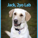 Photo of Jack The Labrador (On Trial 18/10/14)